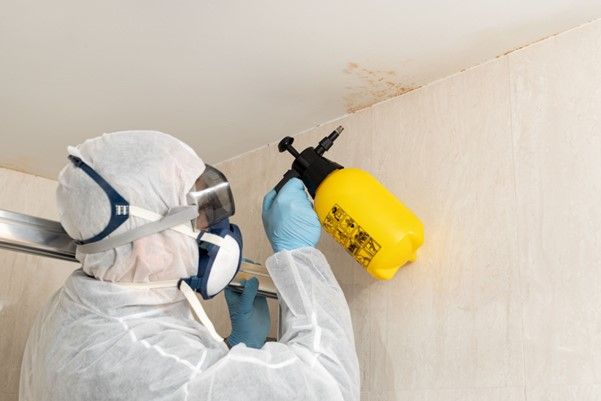 expert mold repair services